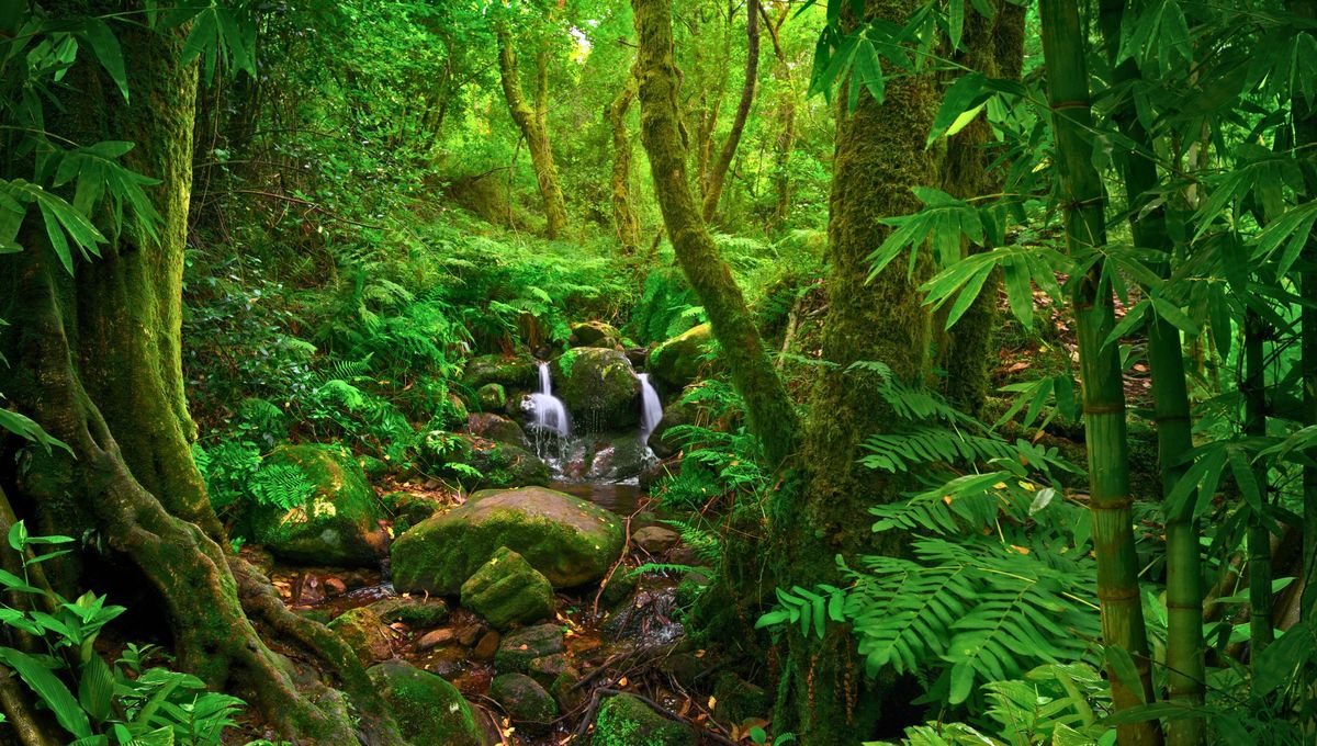 Día Mundial de la Selva Tropical Día Mundial de la Selva Tropical