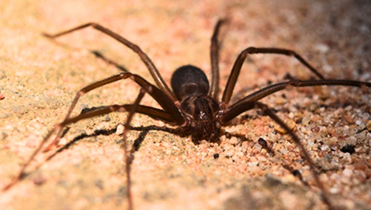 La araña violinista puede ocasionar graves problemas en el caso de aparecer en casa