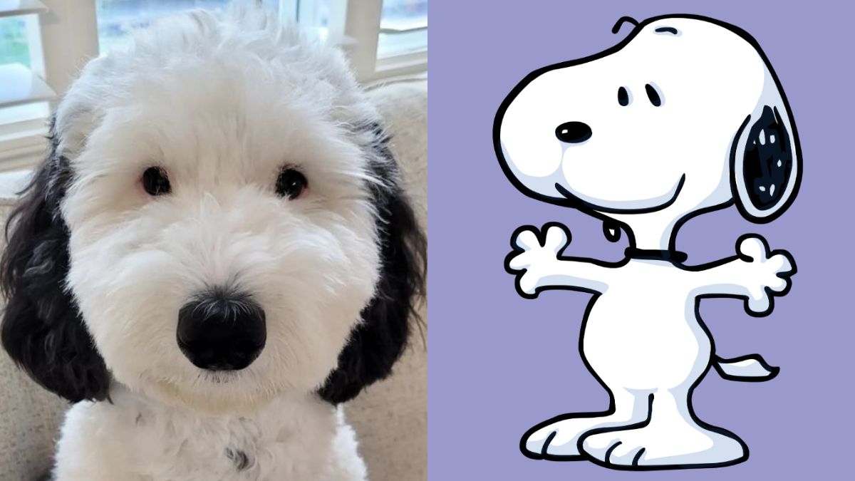 Así de tierno se vería Snoopy en la vida real, según la Inteligencia ...