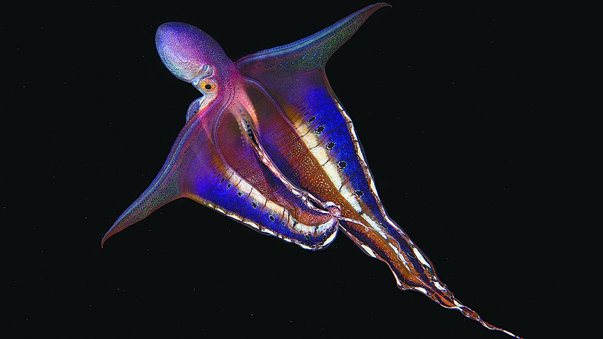 La gloria de un mundo oculto