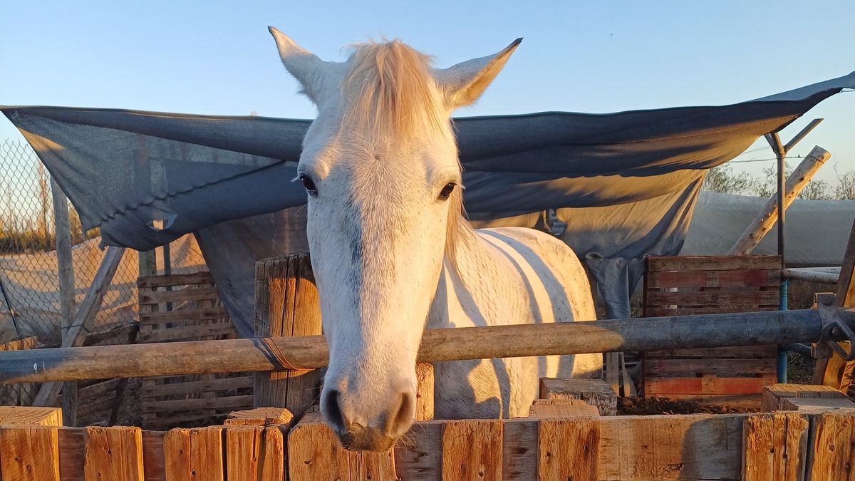 Patroclo fue rescatado del maltrato animal cuando cayó lastimado en Guaymallén, por donde fue obligado a arrastrar un carro con 1.000 kilos de ladrillos. Patroclo fue rescatado del maltrato animal cuando cayó lastimado en Guaymallén, por donde fue obligado a arrastrar un carro con 1.000 kilos de ladrillos.
