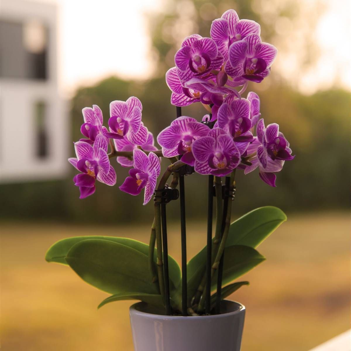 Este 2024 se descubrieron cinco especies de orquídeas  en Indonesia.