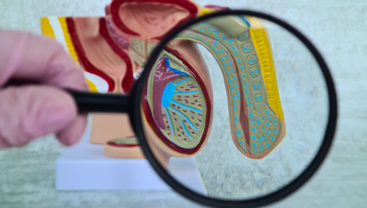 Un hombre con tres penes sorprendió a los médicos en el Reino Unido