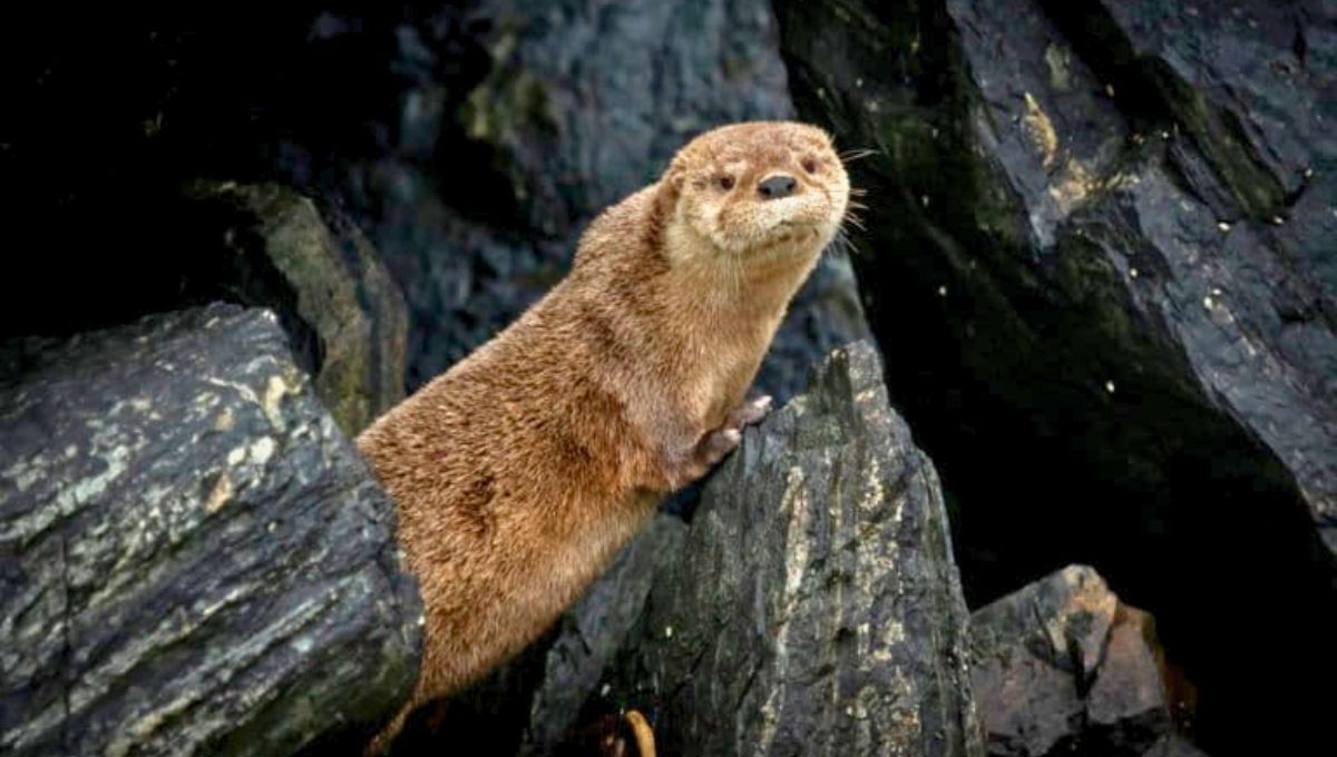 Después de 7 años, Changuita reaparece en las costas de América del Sur y reaviva la esperanza de su especie