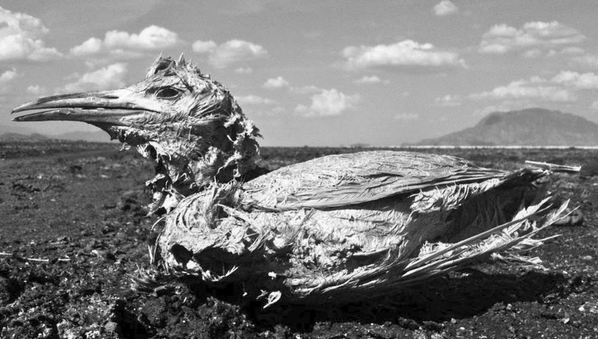 El carbonato de sodio presente en este lago se utilizaba históricamente en momificación en el Antiguo Egipto, pero la “petrificación” aquí es en realidad una mineralización superficial donde los cuerpos pueden conservarse durante largos períodos sin descomposición visible. El carbonato de sodio presente en este lago se utilizaba históricamente en momificación en el Antiguo Egipto, pero la “petrificación” aquí es en realidad una mineralización superficial donde los cuerpos pueden conservarse durante largos períodos sin descomposición visible.