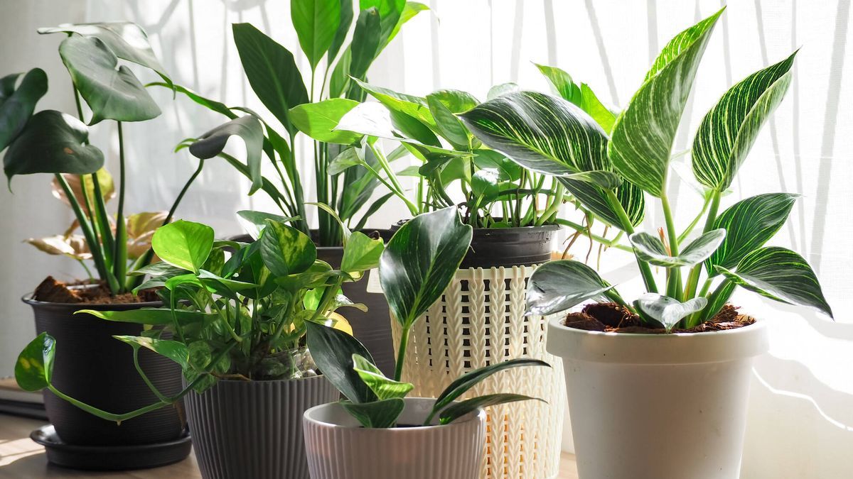 Plantas: los beneficios del vinagre en el cuidado de tu jardín.
