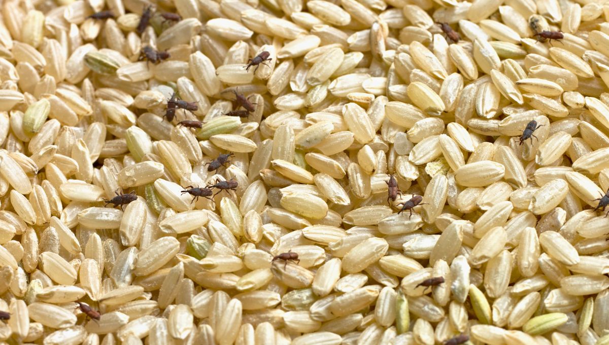 Los gorgojos se alimentan de cerales, arroz y legumbres. Los gorgojos se alimentan de cerales, arroz y legumbres.