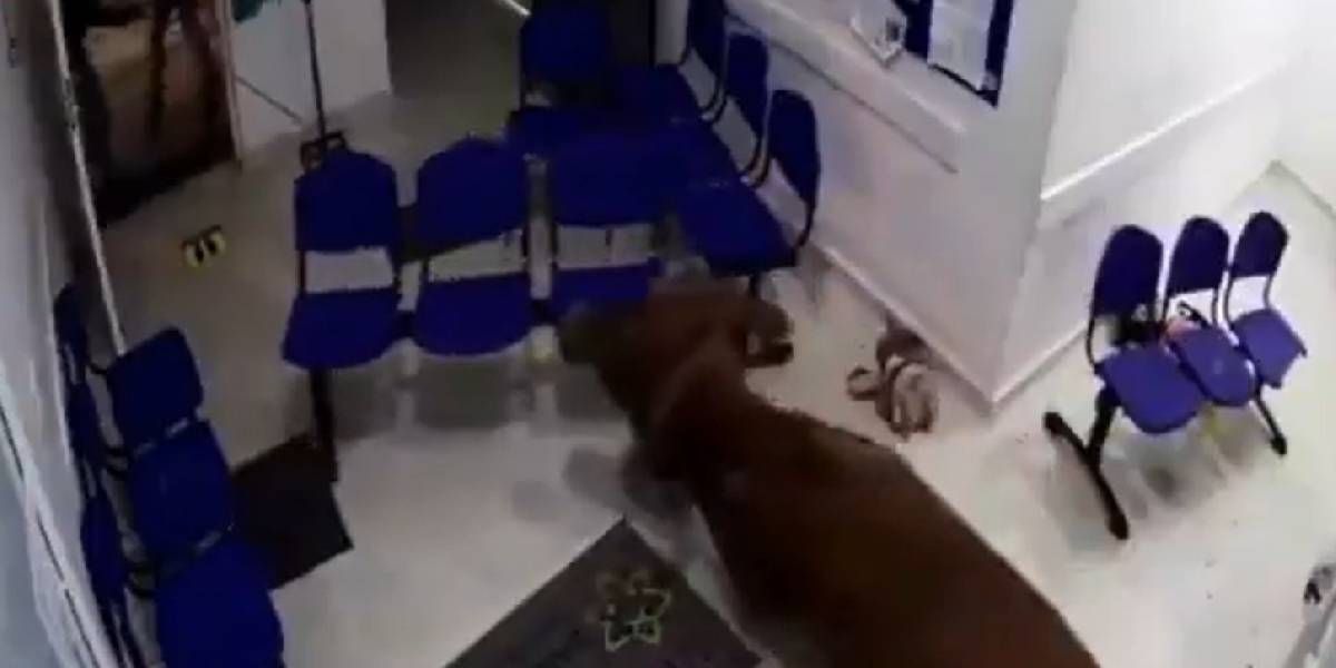 La vaca loca. Una vaca entró a un hospital y se llevó todo puesto.