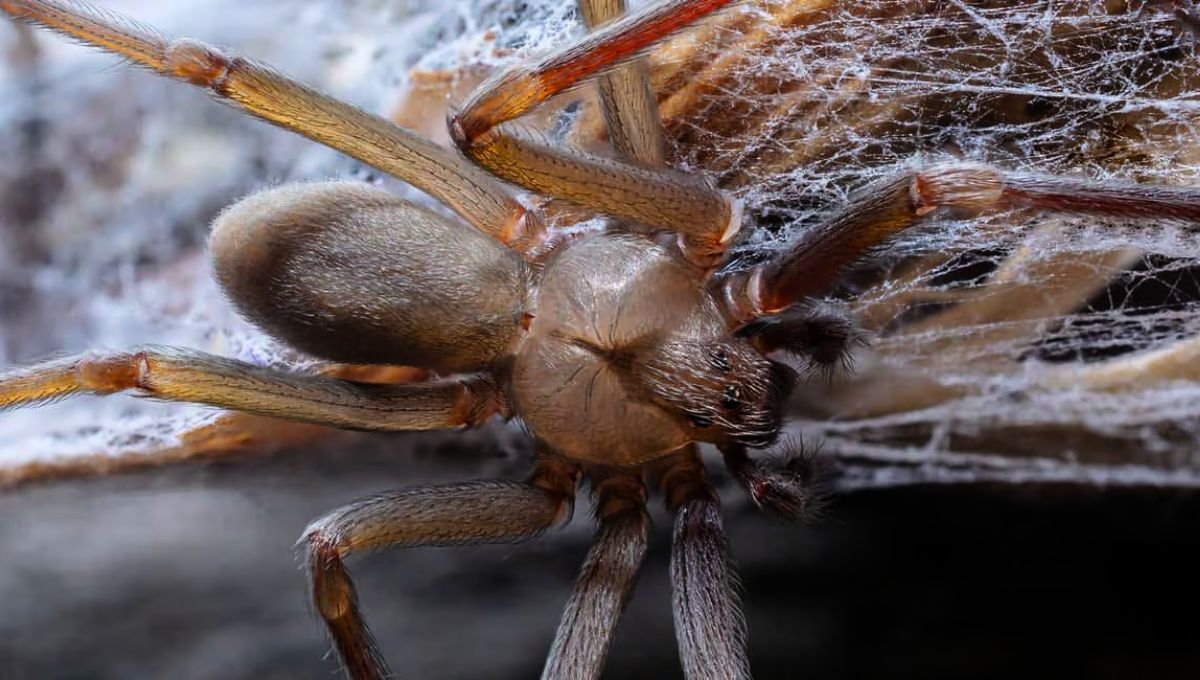 Ni violinista ni viuda negra: la araña que causa terror y se defiende con sus pelos