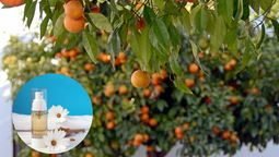 Naranjo: por qué hay que rociarlo con té de manzanilla todos los meses y para qué sirve