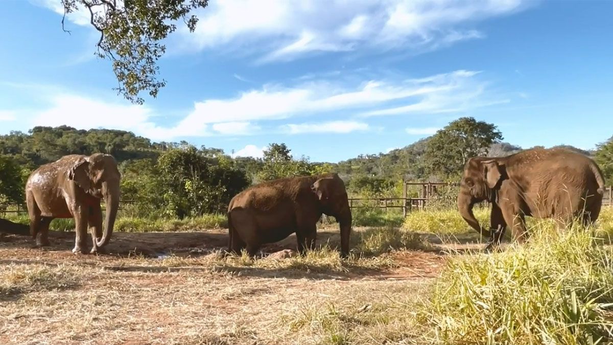 Pocha y Guillermina aman los baños de barro junto a sus nuevas amigas del Santuario de Brasil.