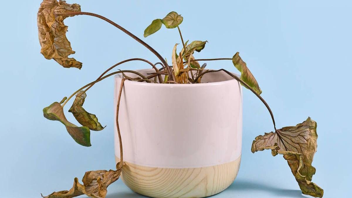 Por qué se secan y marchitan las hojas de las plantas, según el Feng Shui
