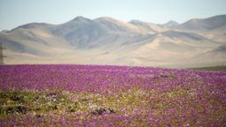 En el desierto más seco del planeta Tierra florecen las flores más bellas: solo en este mes