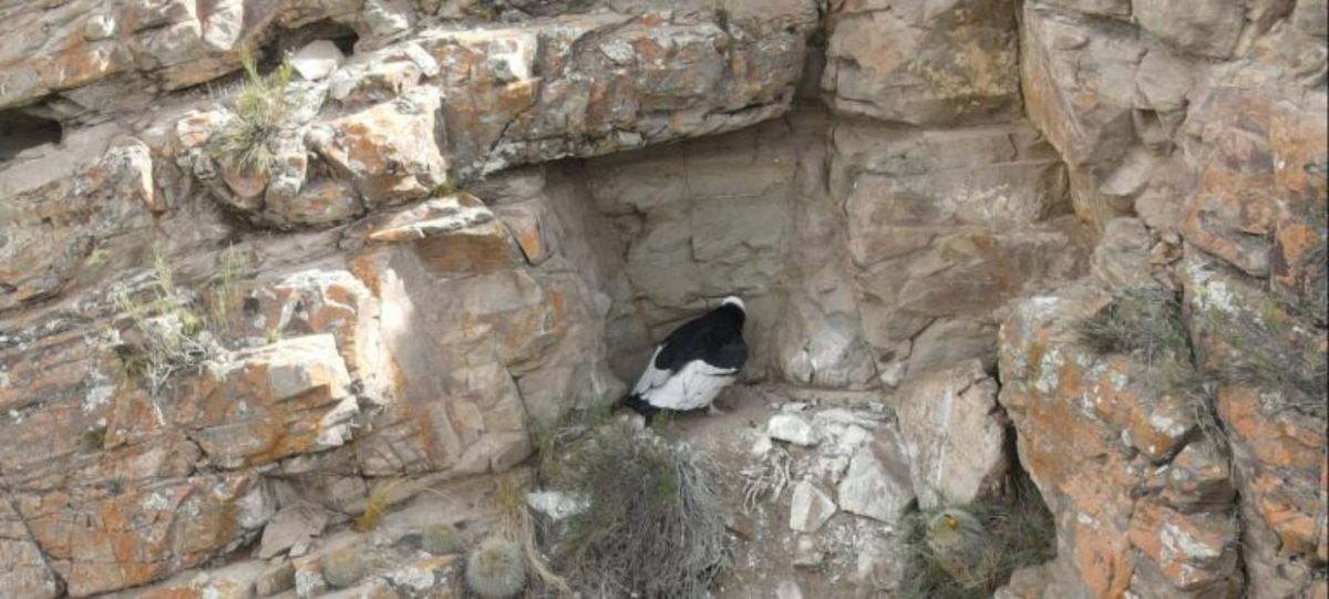 En el marco del 13° Censo Simultáneo de Cóndor Andino se descubrió a dos ejemplares adultos ingresando en una cueva. Se los monitoreó hasta el nacimiento del pichón.