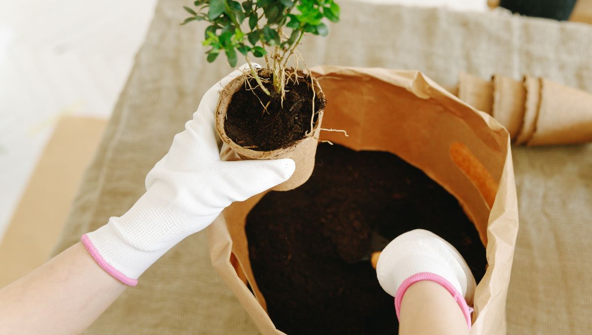 Cómo hacer tierra nutritiva en casa para fortalecer las plantas de tu jardín
