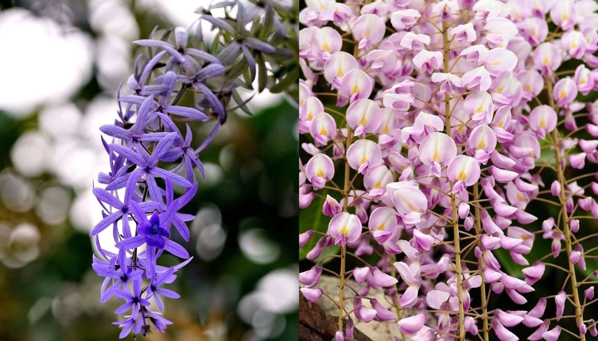 La primera imagen es una Petrea volubilis, mientras que la segunda es una glicina sinesis. La primera imagen es una Petrea volubilis, mientras que la segunda es una glicina sinesis.