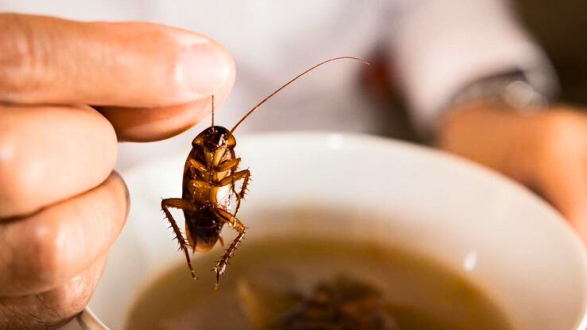 Puedes eliminar a las cucarachas con una sencilla mezcla casera.&nbsp;