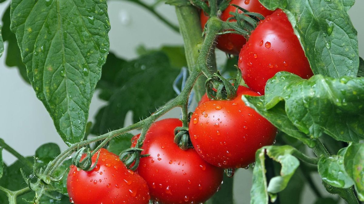 Te dejamos recomendaciones para que cultives plantas de tomates. Imagen: Pixabay