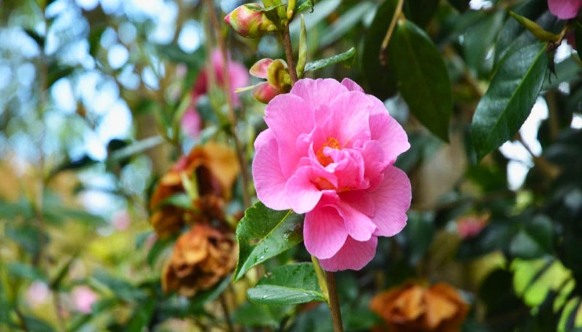 Las plagas más comunes que afectan a las camelias son los pulgones y la cochinilla. Las plagas más comunes que afectan a las camelias son los pulgones y la cochinilla.