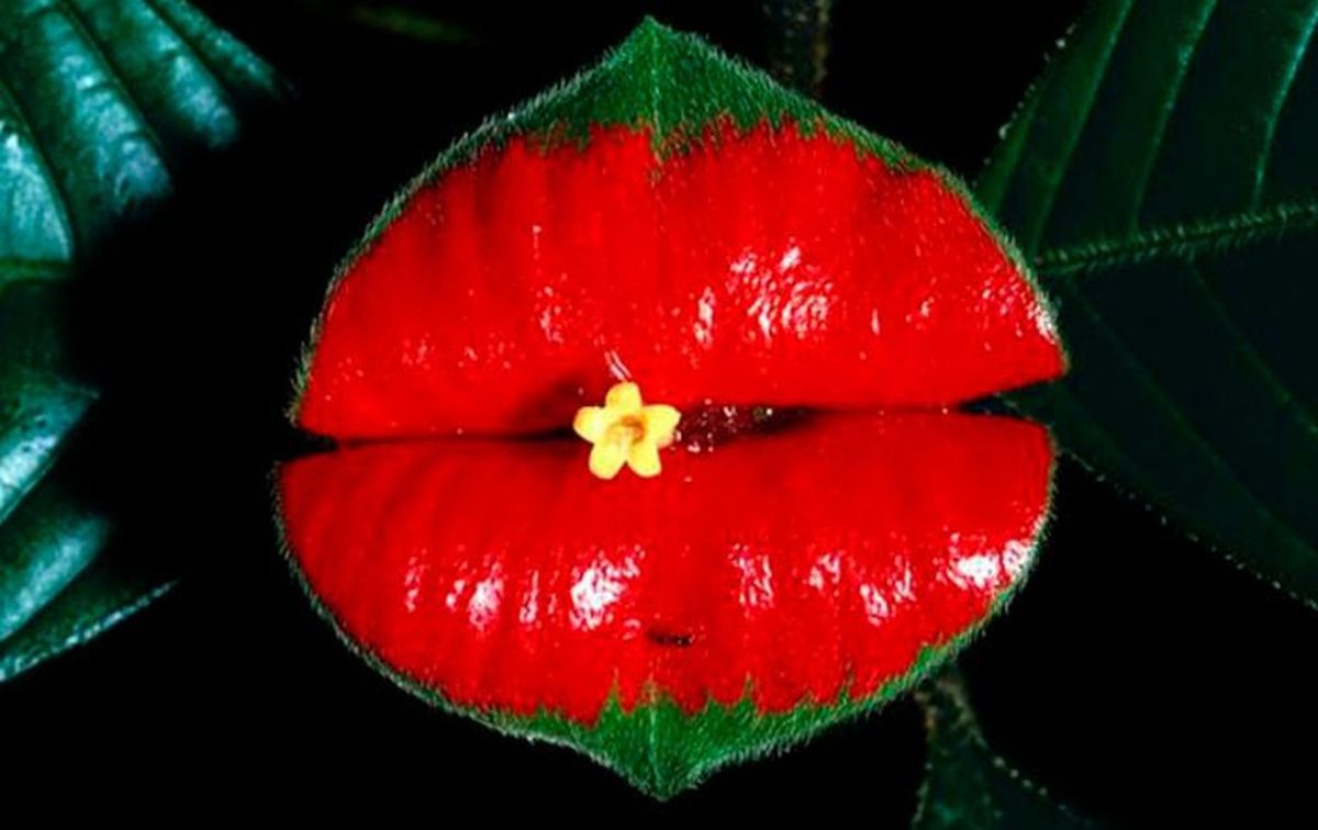 No es la única planta que se parece a otra cosa, por ejemplo, al final de la nota puedes leer sobre la "planta - colibrí". No es la única planta que se parece a otra cosa, por ejemplo, al final de la nota puedes leer sobre la "planta - colibrí".