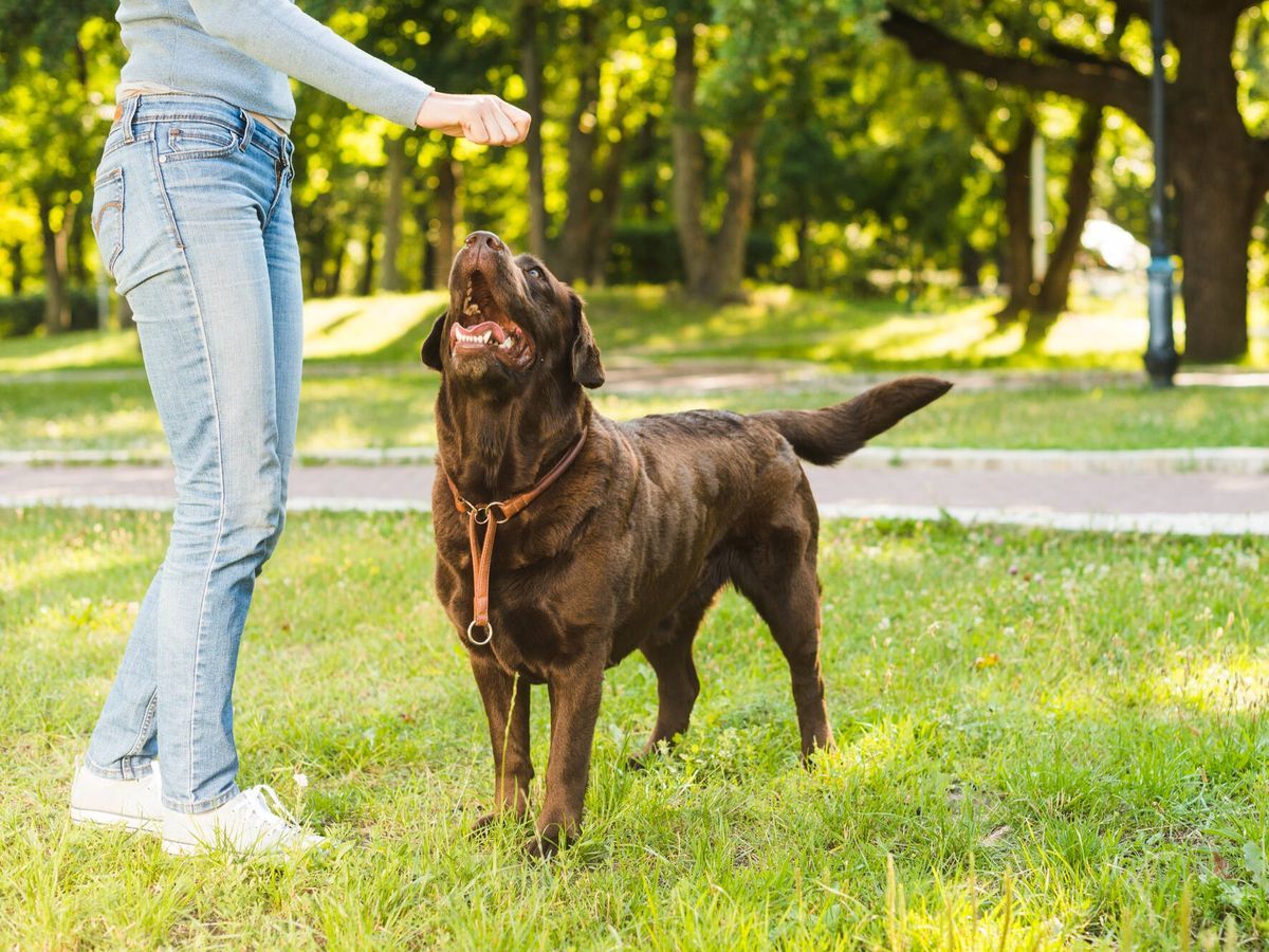 Siempre debes premiar a tu perro en el momento exacto para que entienda la idea. Siempre debes premiar a tu perro en el momento exacto para que entienda la idea. 