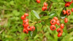 El crataegus o majuelo, es una planta que puede proporcionar privacidad a tu hogar. Imagen de Pixabay.