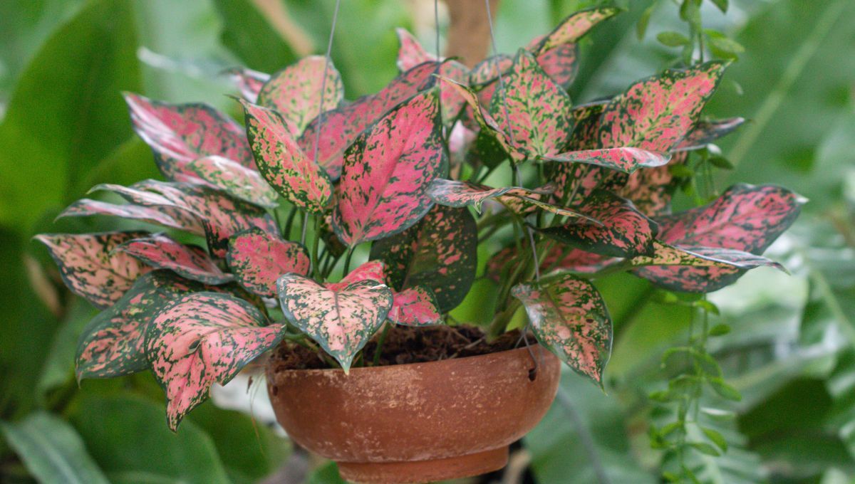 Aglaonema. Aglaonema.