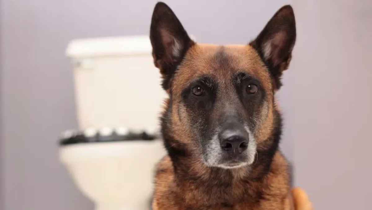 Qué significa que mi perro me siga al baño