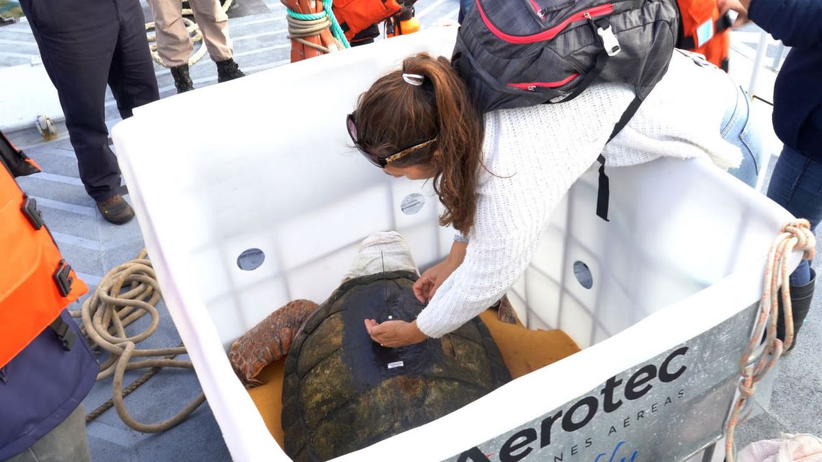 Esa fue la caja en la que Prefectura Naval trasladó al tortugo Jorge mar adentro para su liberación. Esa fue la caja en la que Prefectura Naval trasladó al tortugo Jorge mar adentro para su liberación.