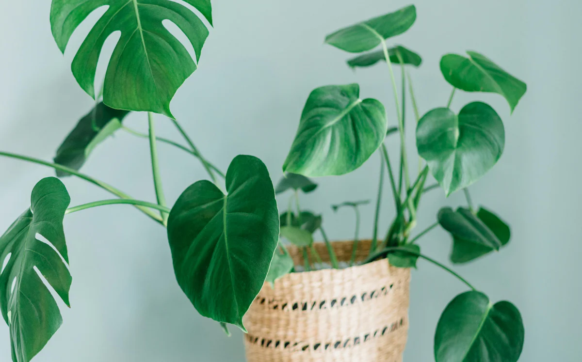 Esta planta puede no desarrollar agujeros durante los primeros años Esta planta puede no desarrollar agujeros durante los primeros años 