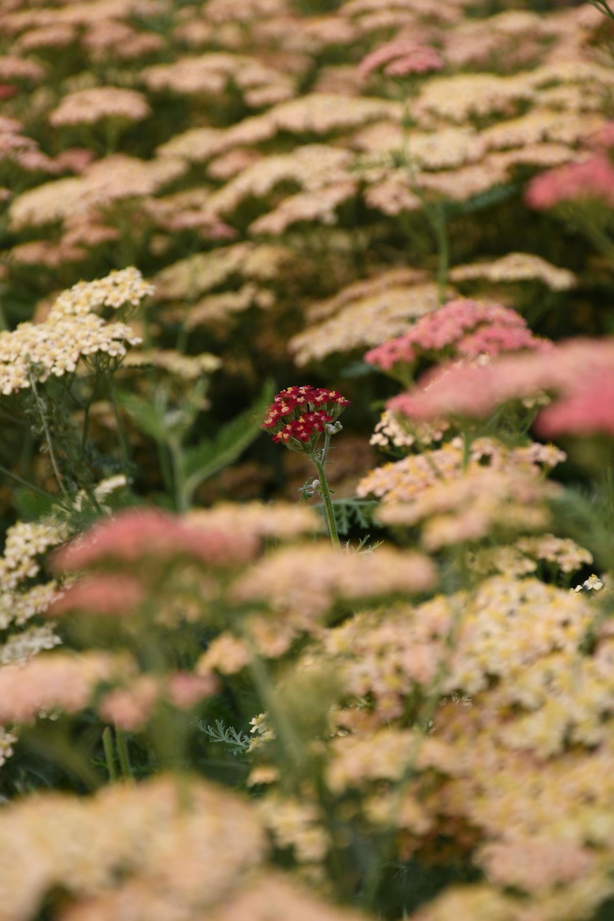 Si quieres una planta resistente, milenrama es la indicada. Imagen: Pexels. Si quieres una planta resistente, milenrama es la indicada. Imagen: Pexels.
