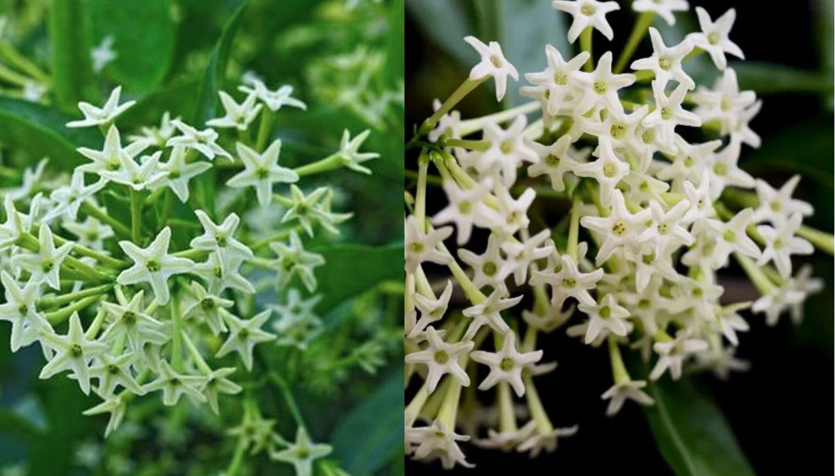 Esta planta es ideal para aquellos que buscan una especie aromática y fragante para el jardín. Esta planta es ideal para aquellos que buscan una especie aromática y fragante para el jardín.