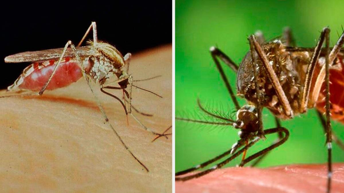 Los dos mosquitos de temporada: síntomas de las enfermedades que provocan