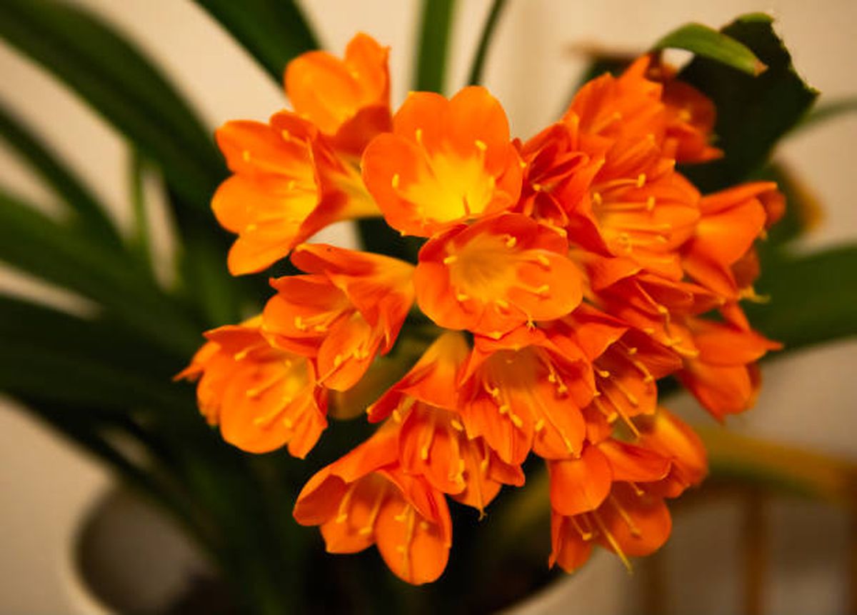 Clivia. Clivia.