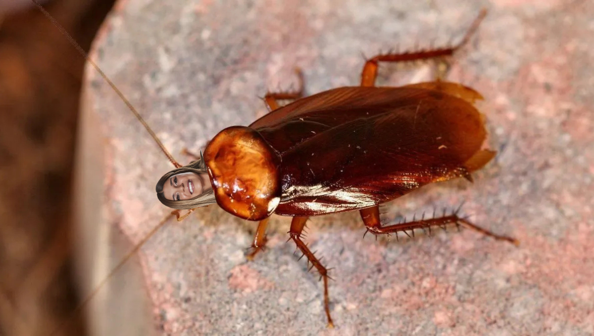 Las cucarachas son una de las plagas más detestables en casa. Las cucarachas son una de las plagas más detestables en casa.