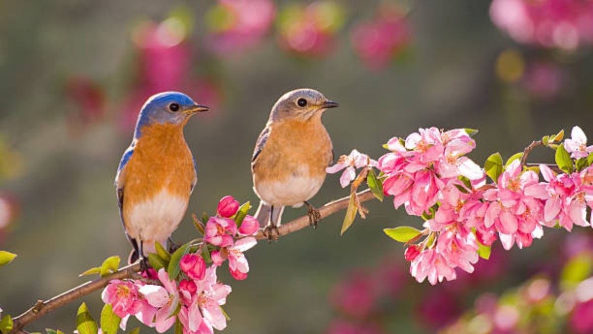 Las aves que visiten tu jardín quedarán filmadas con este comedero inteligente.