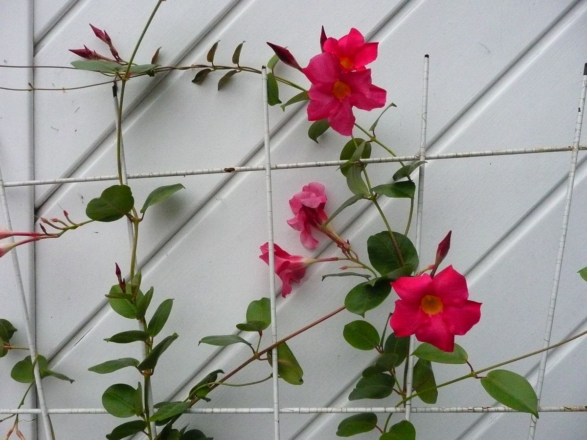 Si quieres ayudar al crecimiento de la planta tienes que cultivarla cerca de un muro o proporcionarle pinzas para enredadera.