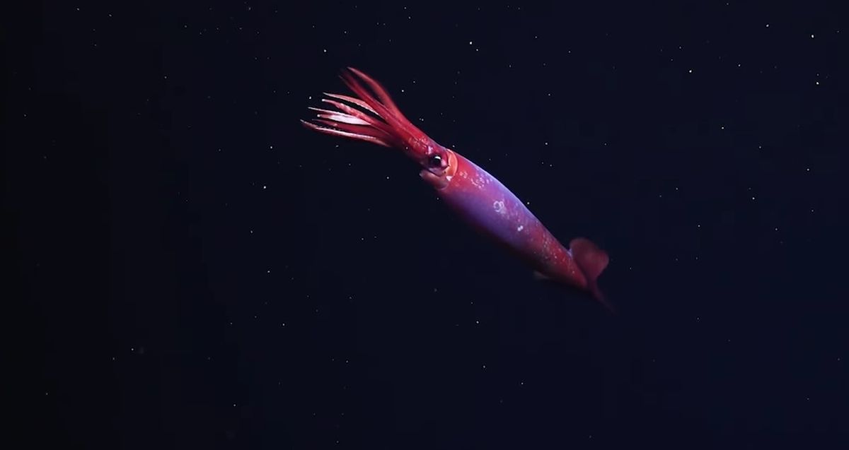 El descubrimiento de este calamar en la naturaleza es una buena noticia para los científicos. El descubrimiento de este calamar en la naturaleza es una buena noticia para los científicos.