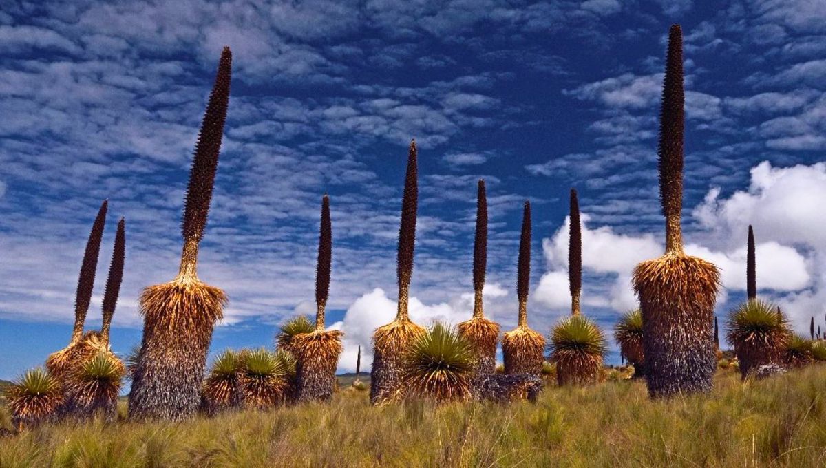 Más de 100 años esperando para brillar Más de 100 años esperando para brillar