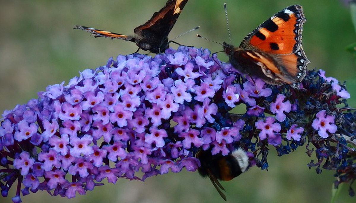 La verbena siendo visitada por una mariposa monarca. La verbena siendo visitada por una mariposa monarca.