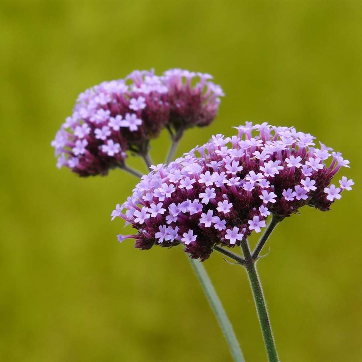 La verbena es una planta que atrae a las mariposas. Imagen de archivo. La verbena es una planta que atrae a las mariposas. Imagen de archivo.