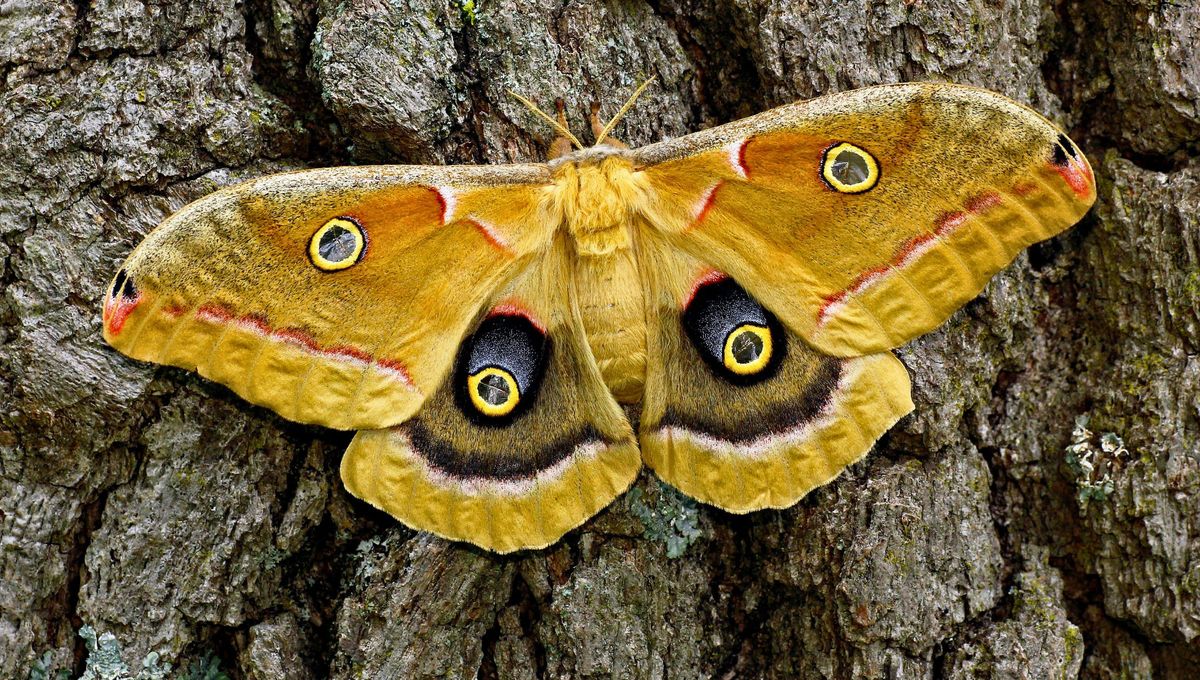 Existe una polilla pavo real gigante, cuyo nombre científico es Saturnia pyri Existe una polilla pavo real gigante, cuyo nombre científico es Saturnia pyri