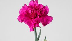 Estas flores son encantadoras y fáciles de mantener.