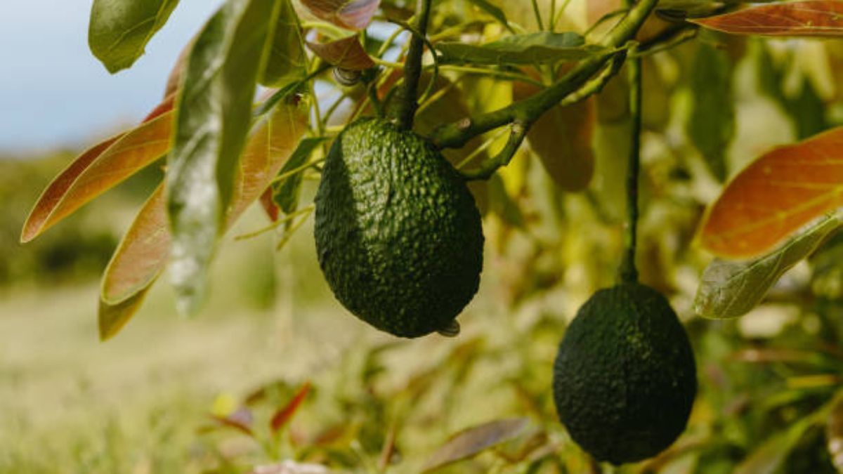 Cada cuánto tiempo debes podar un árbol de palta para cosechar aguacates deliciosos