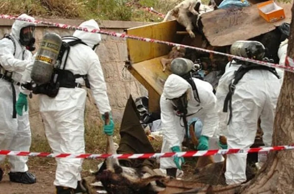 En una actitud totalmente injustificada y criminal, el entonces intendente de Deán Funes Germán Darío Facchín mandó a envenenar y matar a más de 200 perros