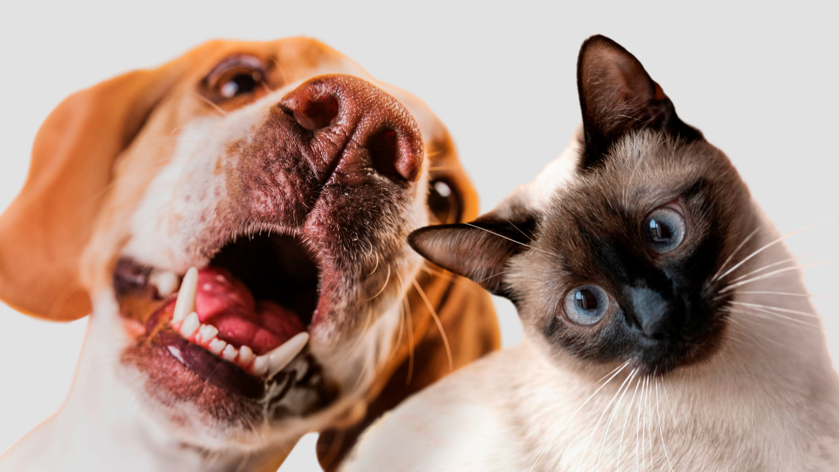 ¿Son más inteligentes los perros o los gatos? La ciencia ha hablado