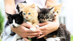 Tener un gato como mascota puede darte una serie de beneficios para la salud