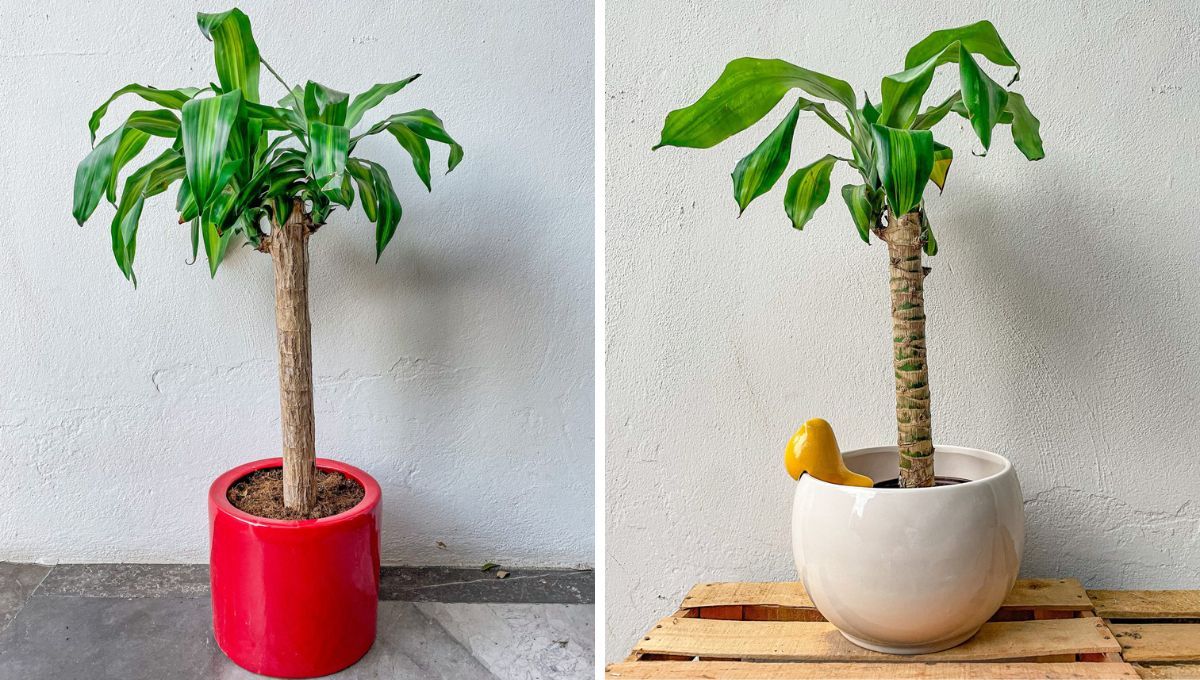 Palo de Brasil, la planta que no necesita de muchos cuidados. Palo de Brasil, la planta que no necesita de muchos cuidados.