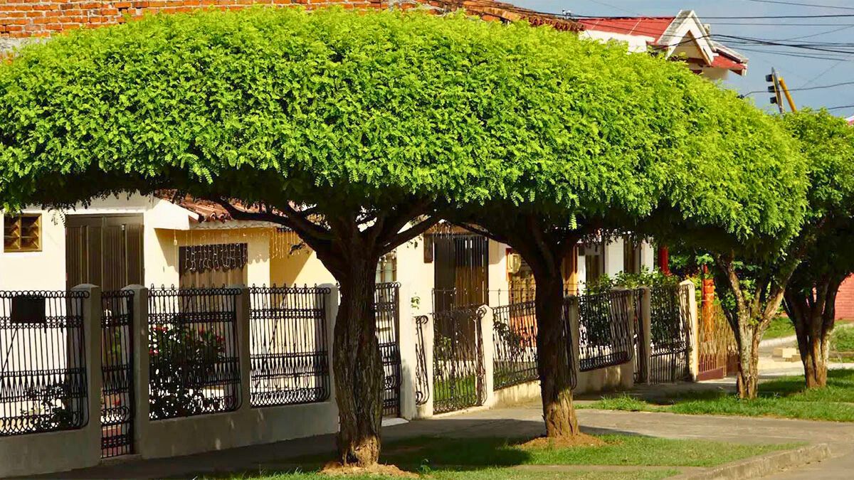 Hay árboles que se destacan por brindar una buena sombra y no ensucian el jardín.