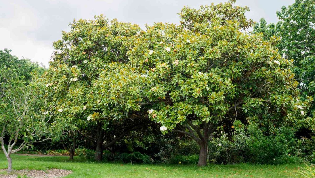 Con los cuidados adecuados y el tiempo correspondiente, este árbol puede llegar a crecer hasta 35 metros de altura. Con los cuidados adecuados y el tiempo correspondiente, este árbol puede llegar a crecer hasta 35 metros de altura.